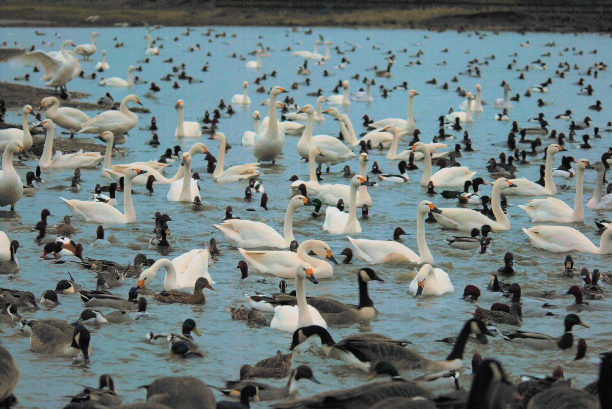 Swanfall